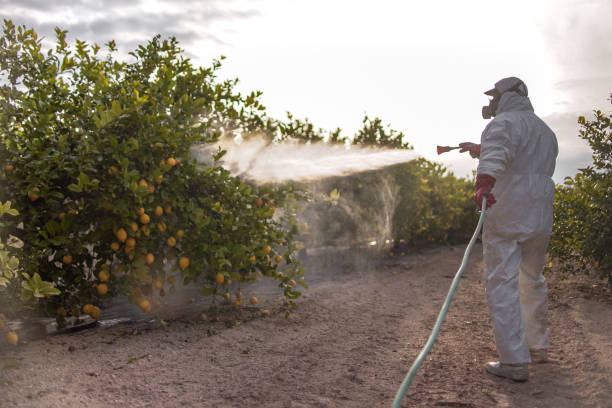 Reliable Islamorada Village Of Islands, FL Pest Control Solutions